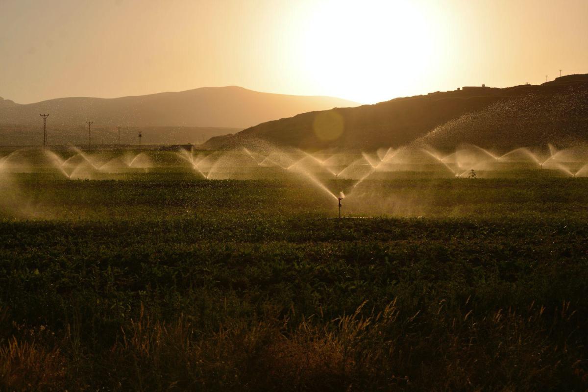 Sprinkling of Grass Land during Dawn